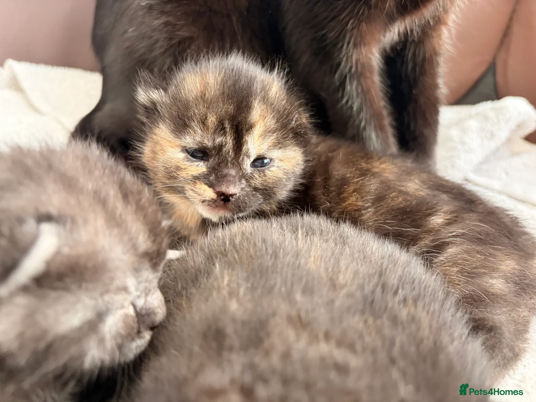 Mixed Breed cats for sale: Beautiful female tortoiseshell kittens  - Advert 10