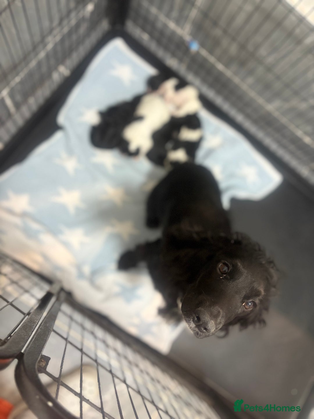 Cockapoo dogs for sale: 🍭stunning F1 cockerpoos🍭 in Spennymoor - Image 1