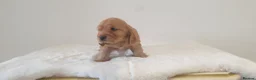 Cocker Spaniel dogs for sale: K.C Show line Cocker Spaniel puppies  - Advert 10