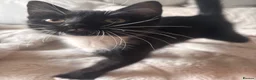 Mixed Breed cats for sale: tabby’s and tuxedo kittens - Advert 12