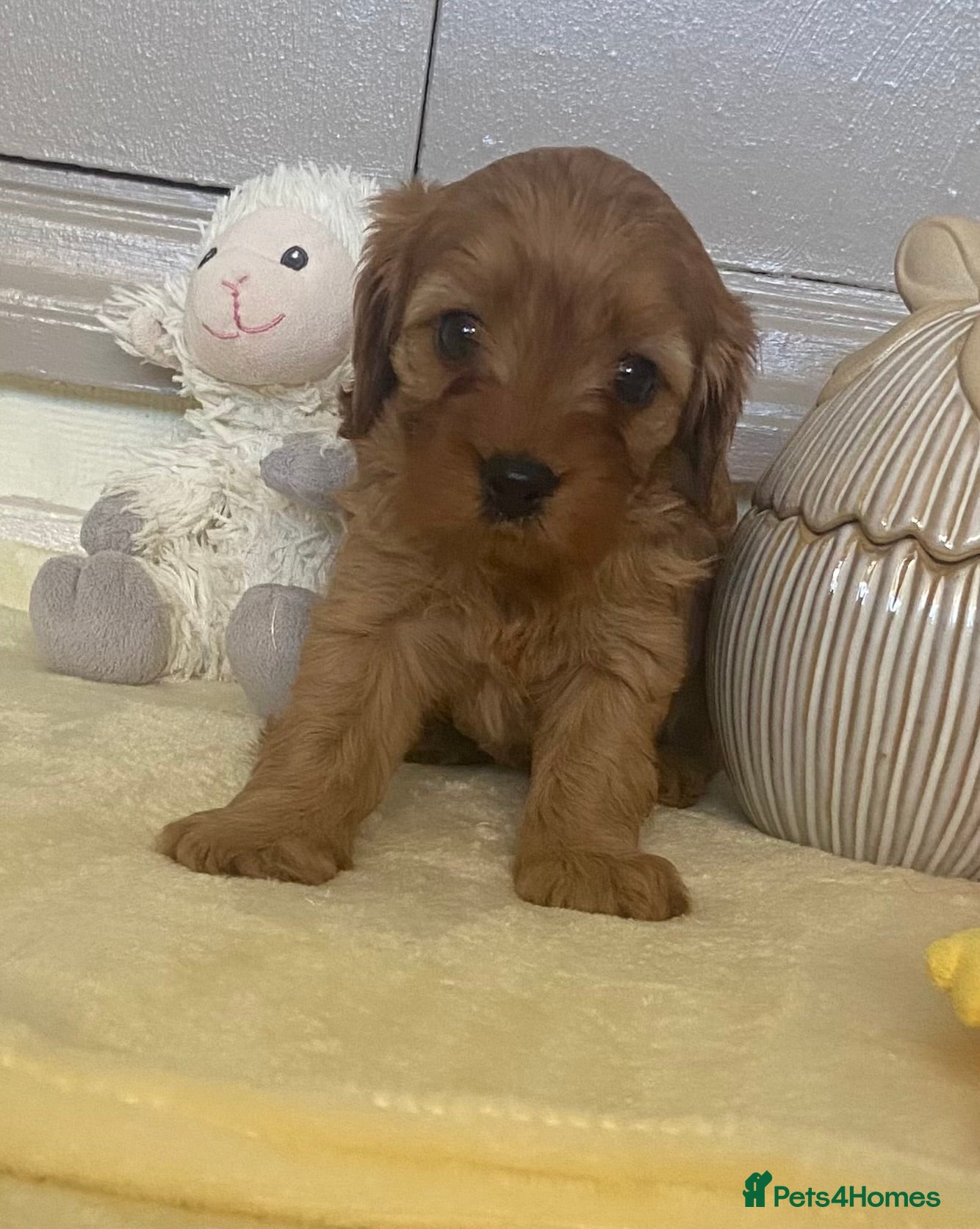 Cavapoo dogs Gorgeous Pretty Cavapoo Puppies 🐾 - Advert 6