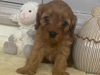 Cavapoo dogs Gorgeous Pretty Cavapoo Puppies 🐾 - Advert 6