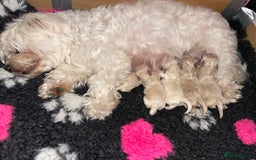 Maltipoo dogs for sale: ❤️XS TOY MALTIPOOS❤️ - Image 13