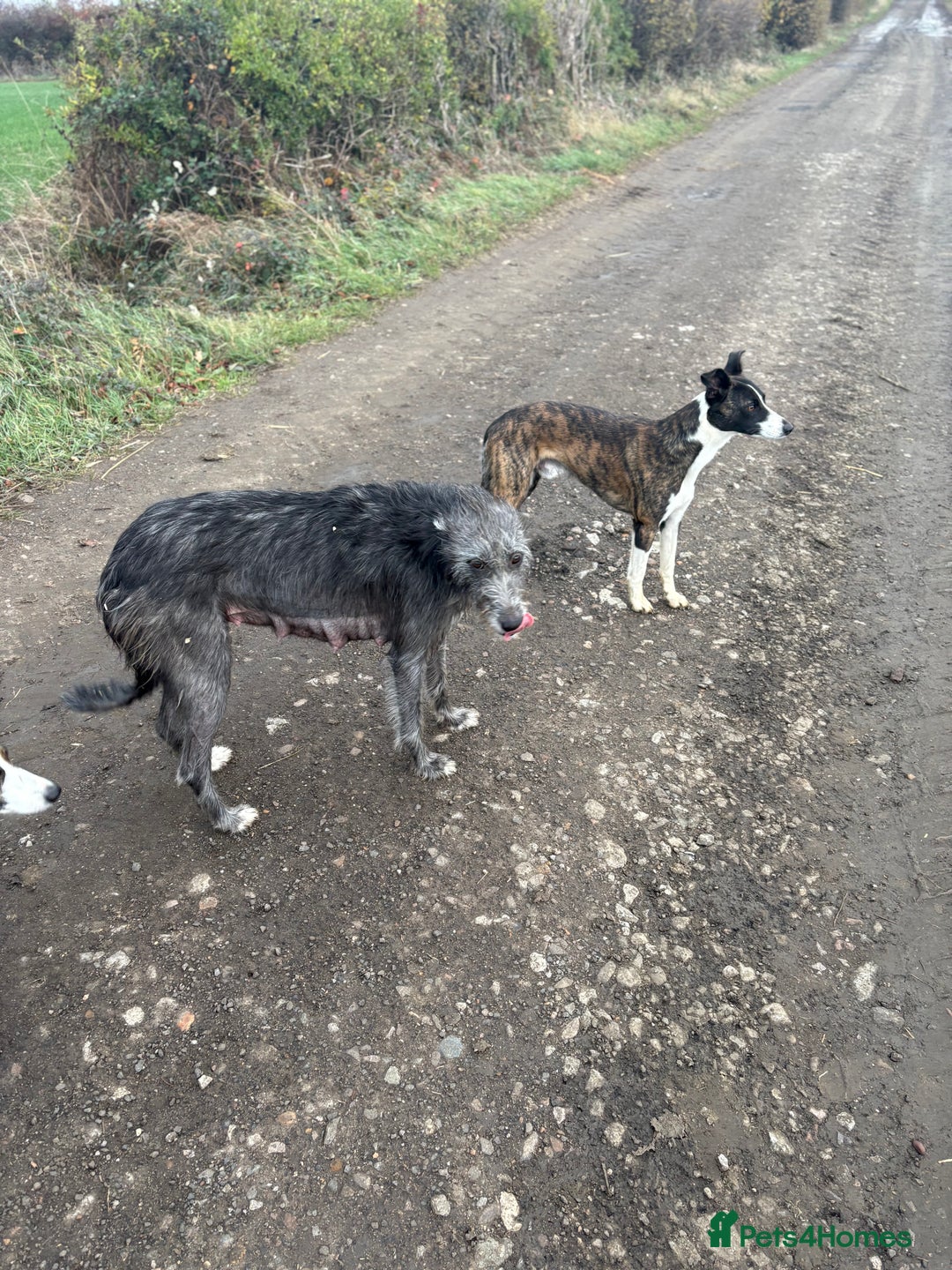 Lurcher dogs for sale: Lurcher Pups - 4 x boys - Advert 18