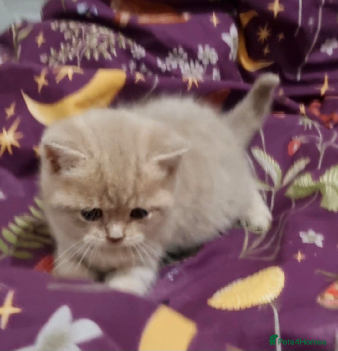 British Shorthair cats for sale: Blue & stripy, boys & girls ava British shorthairs in Eastbourne - Image 18