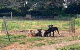 Mixed Breed dogs for sale: Stunning Work Labrador Mix  - Image 1