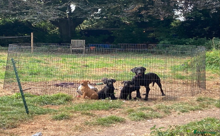 Mixed Breed dogs - Advert 2