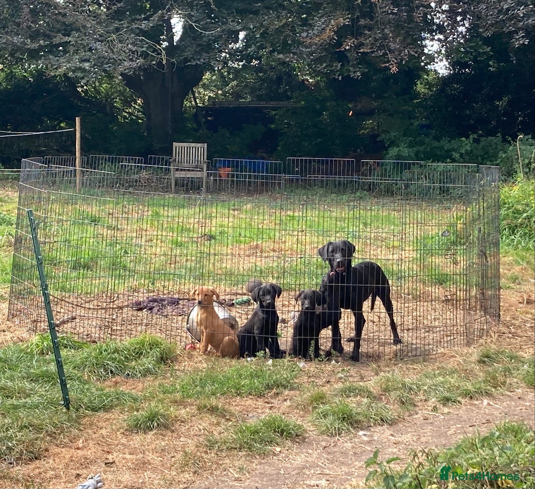 Mixed Breed dogs for sale: Stunning Work Labrador Mix  - Image 1