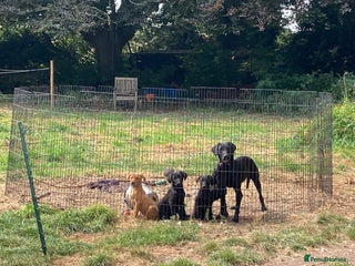 Mixed Breed dogs - Advert 27