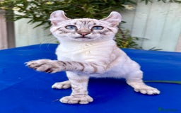 Savannah cats for sale: Superb polydactyl curled eared snow leopard  - Image 17