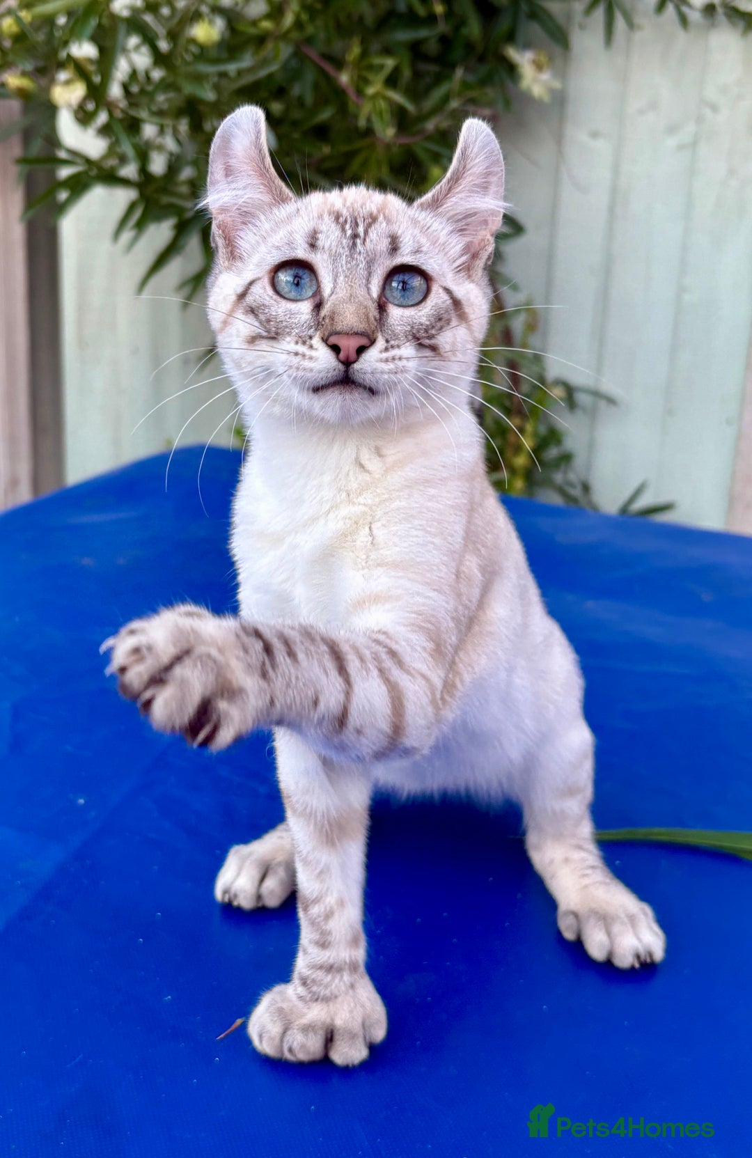 Savannah cats for sale: Superb polydactyl curled eared snow leopard  - Image 17