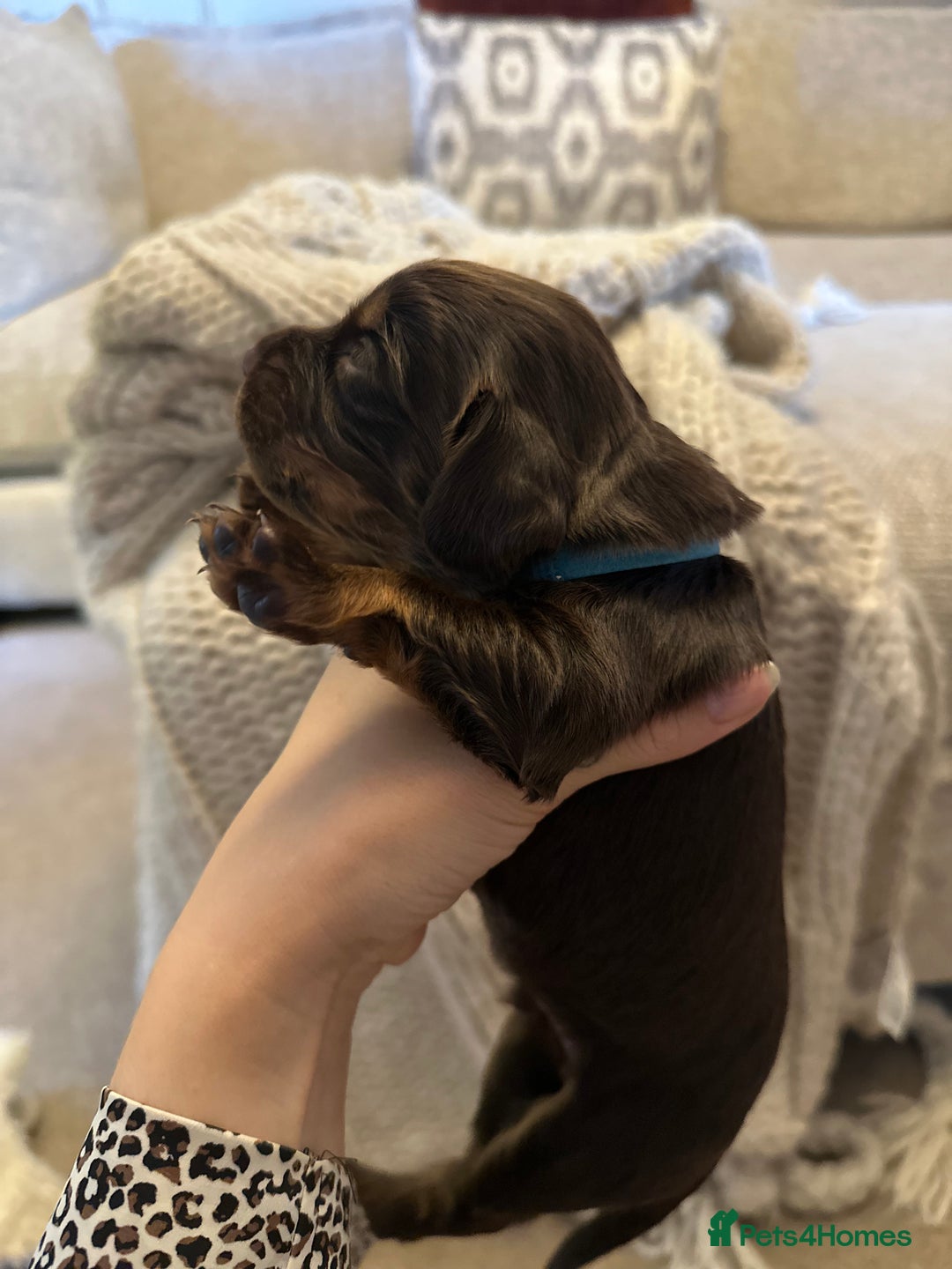 Cocker Spaniel dogs for sale: Stunning KC reg working cocker spaniel puppies  - Advert 15