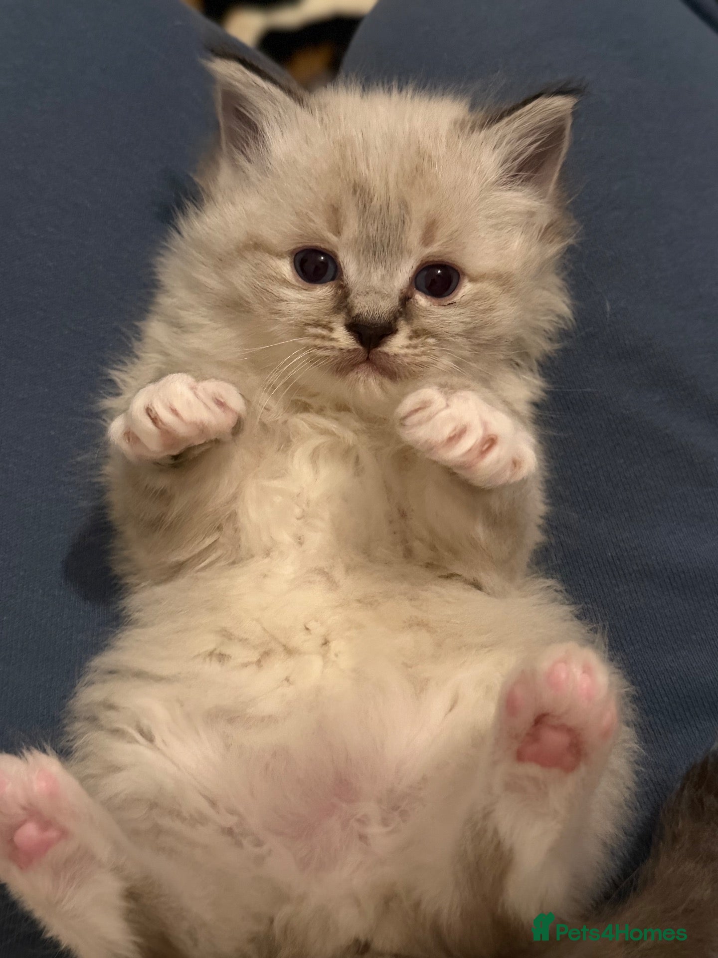 Ragdoll cats Adorable litter of Ragdoll kittens - Advert 12