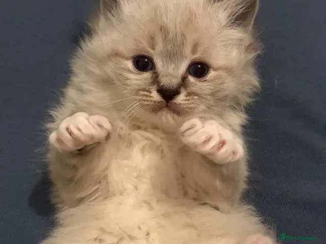 Ragdoll cats Adorable litter of Ragdoll kittens - Advert 12