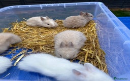 Lionhead rabbits for sale: 5x beautiful dwarf lion head bunnies  - Image 2