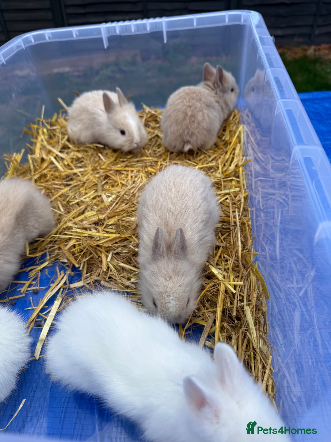 Lionhead rabbits for sale: 5x beautiful dwarf lion head bunnies  - Image 2