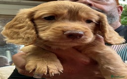 Cocker Spaniel dogs for sale: 5 Beautiful Working Cocker Spaniel Puppies  - Image 9