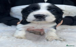 Cocker Spaniel dogs for sale: Gorgeous show type cocker spaniels - Image 18