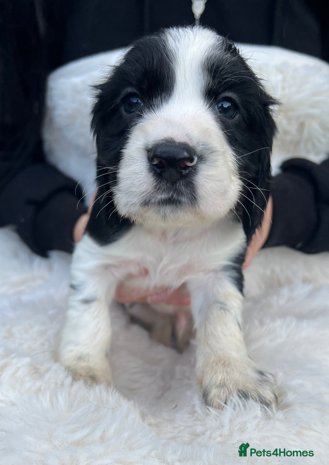 Cocker Spaniel dogs for sale: Gorgeous show type cocker spaniels - Image 18