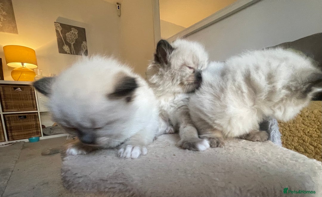 Ragdoll cats for sale: 🎁Gorgeous Ragdoll Kittens-ready from Dec 17th - Advert 10