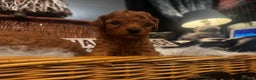 Miniature Poodle dogs for sale: KC Miniature Poodles- Bred for your family…   - Advert 20