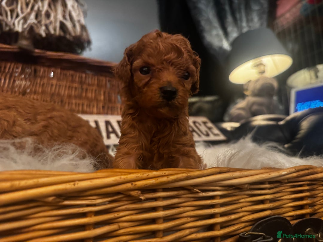 Miniature Poodle dogs for sale: KC Miniature Poodles- Bred for your family…   - Advert 20