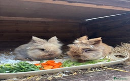 Lionhead rabbits for sale: Baby Rabbits - Image 3