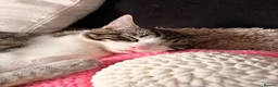 Domestic Shorthair cats for sale: 2 male cats looking for rehome - Advert 3