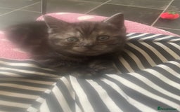 British Shorthair cats for sale: Pedigree British shorthair kittens for sale  - Image 15