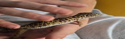 Leopard Gecko reptiles for sale: 7 months old Female leopard gecko  - Advert 15