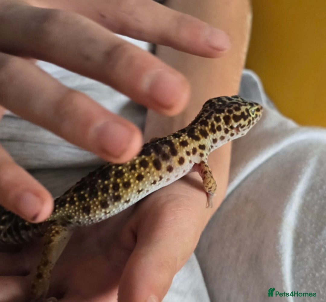 Leopard Gecko reptiles for sale: 7 months old Female leopard gecko  - Advert 15