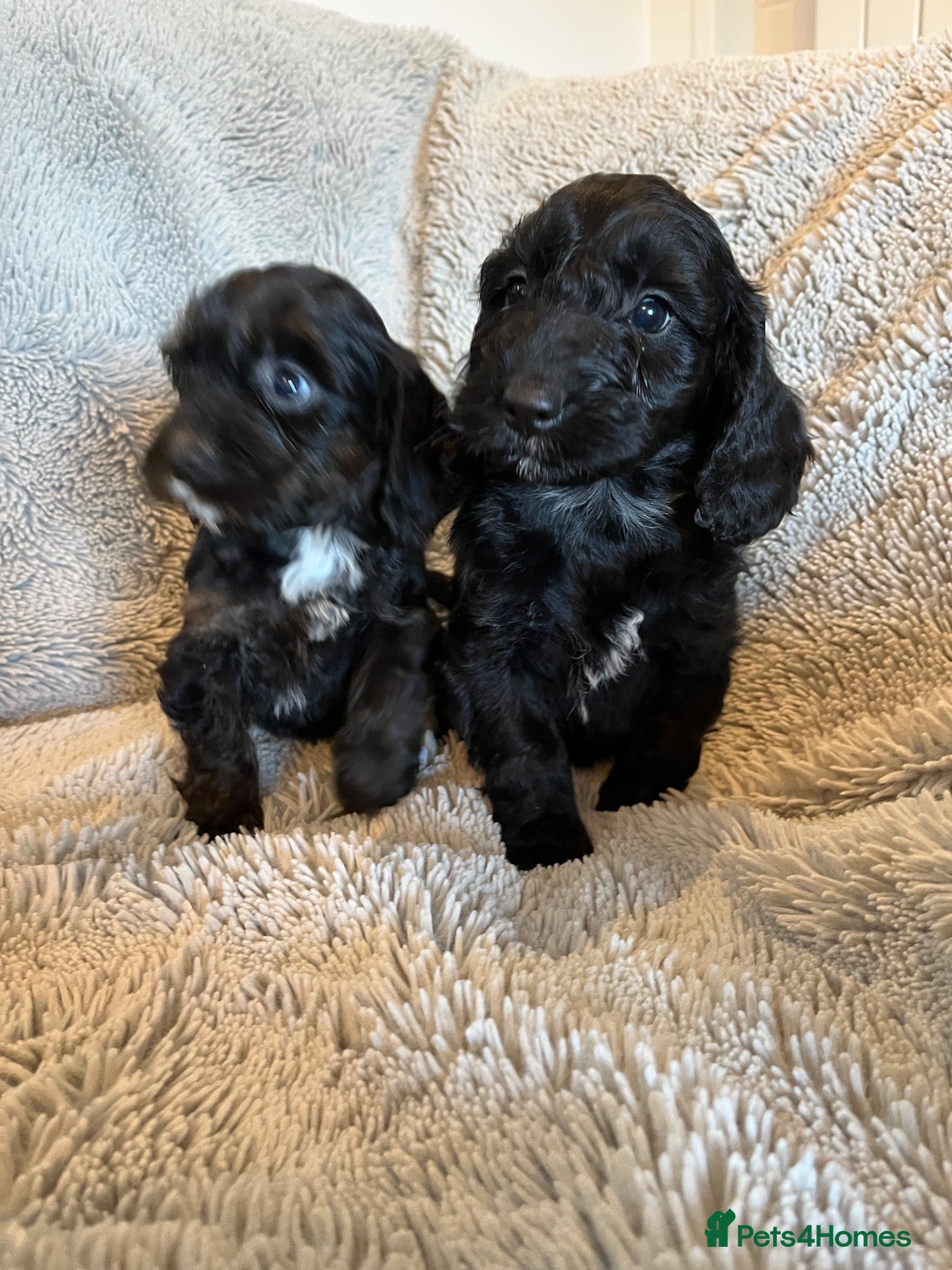 Cockapoo dogs 7 beautiful F1 Cockapoo puppies, brown and black.  - Advert 1