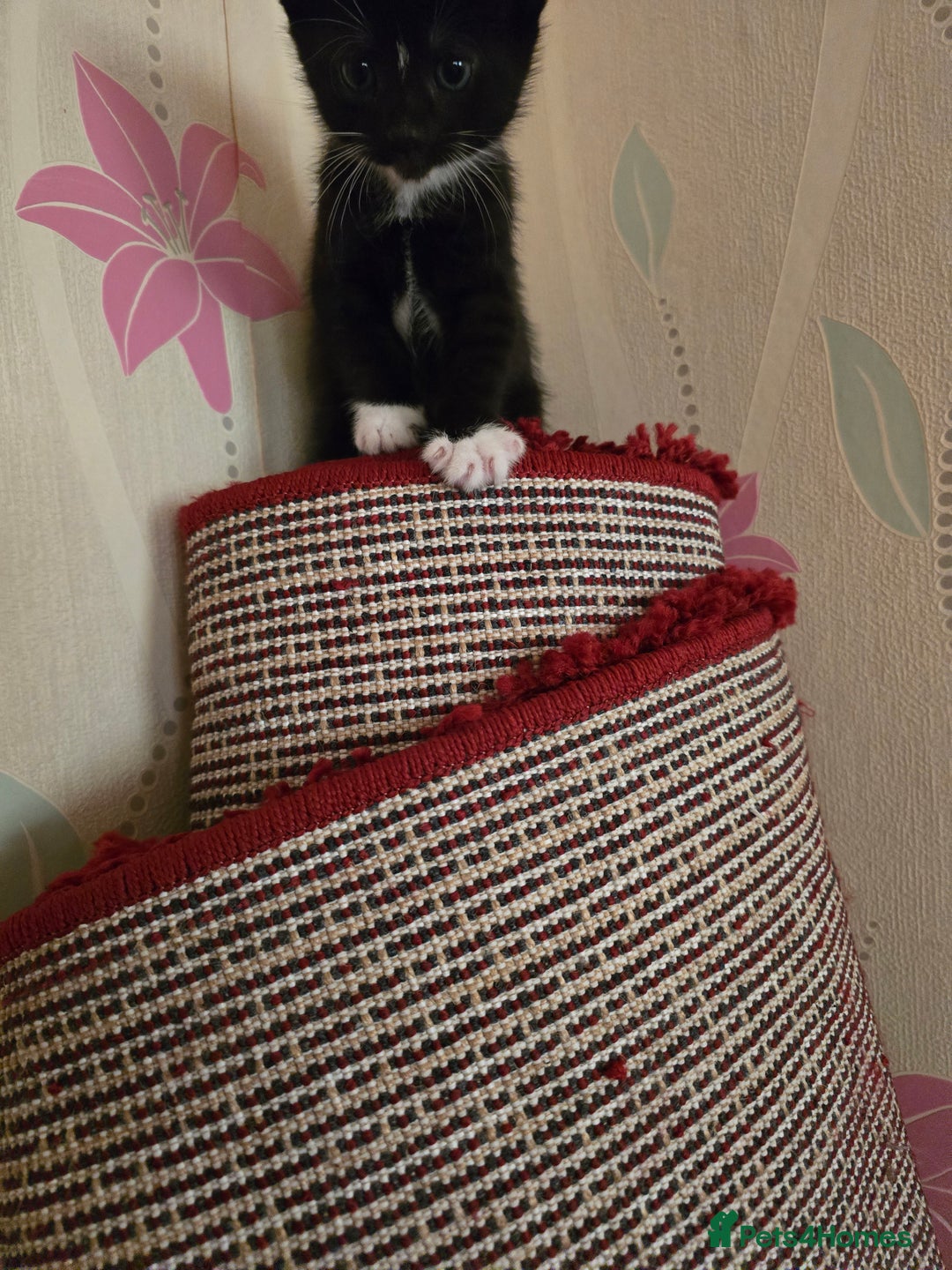 Mixed Breed cats for sale: 5 BEAUTIFUL KITTENS LOOKING NEW HOME  - Image 30