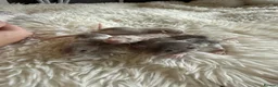 Rat rodents for sale: Baby rats looking for loving homes  - Advert 5