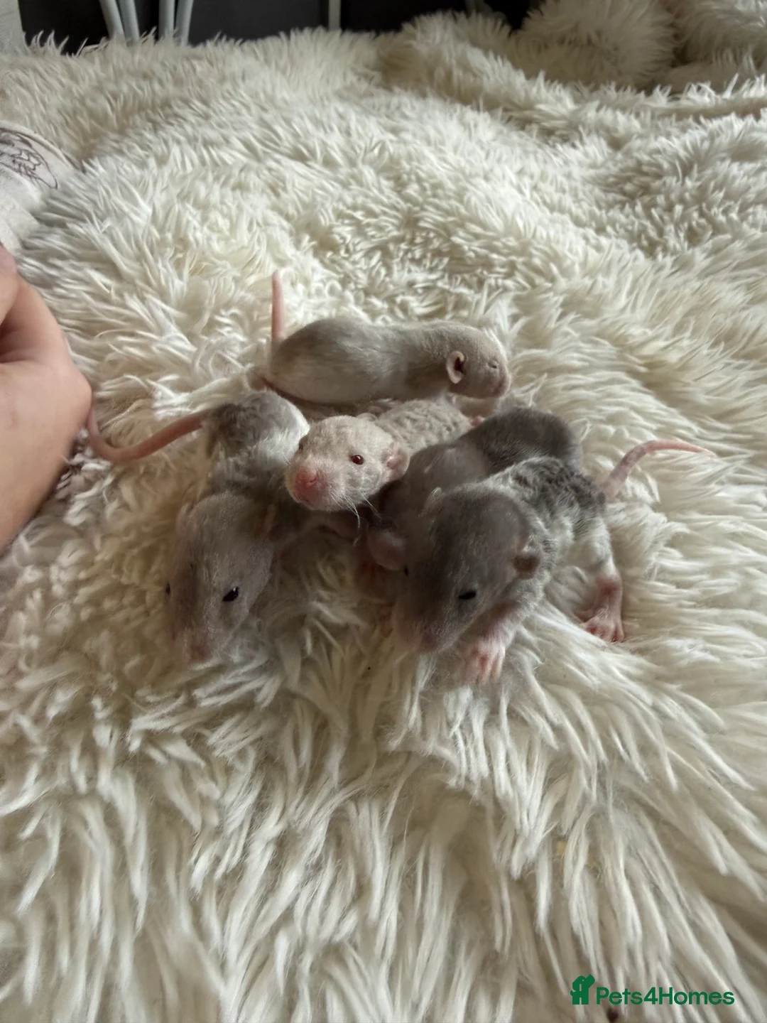 Rat rodents for sale: Baby rats looking for loving homes  - Advert 5