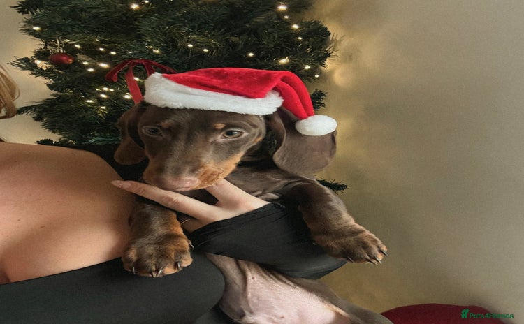 Miniature Dachshund dogs - Advert 1