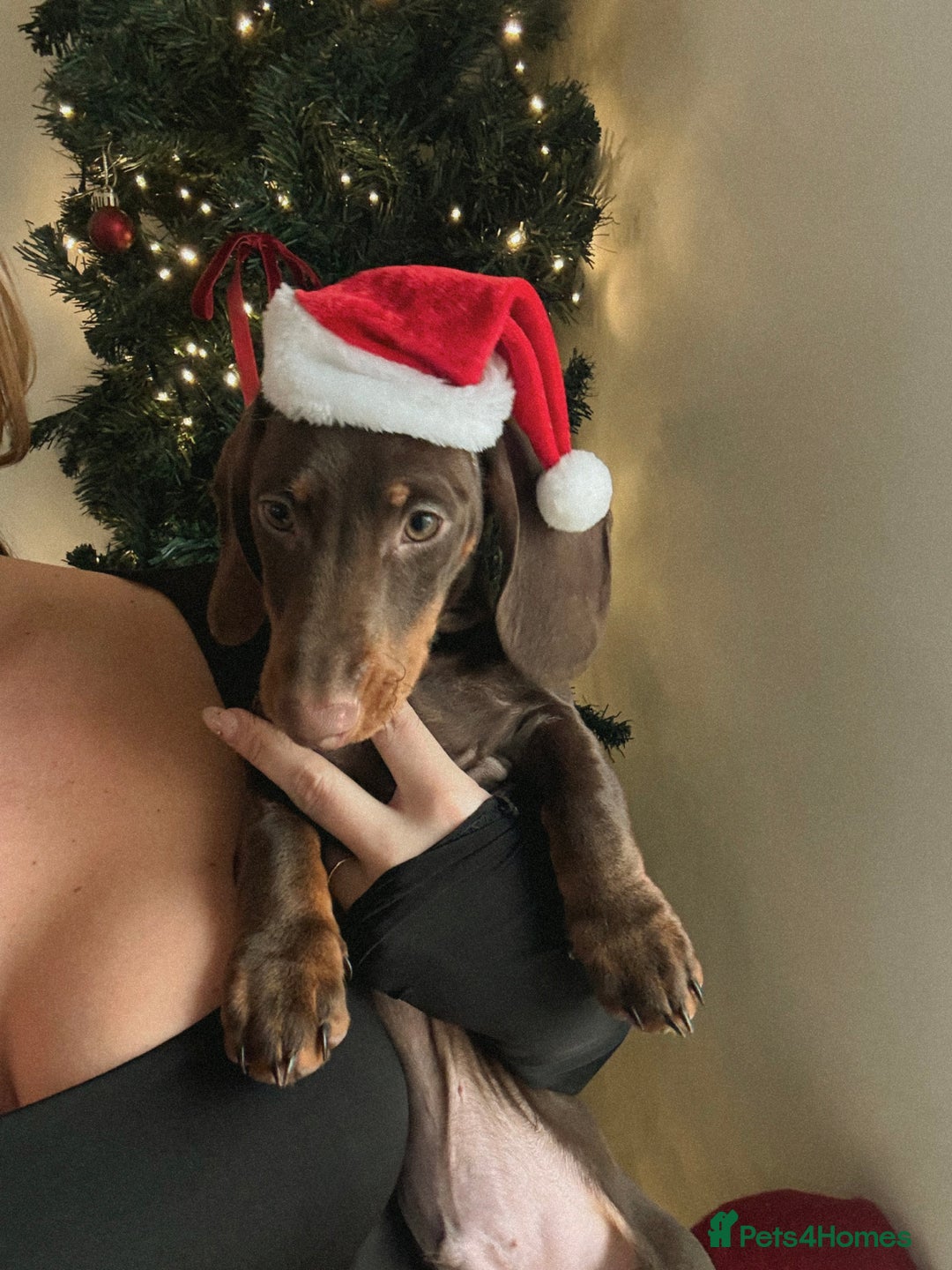 Miniature Dachshund dogs for sale: Male minature Dutchhound - Image 1