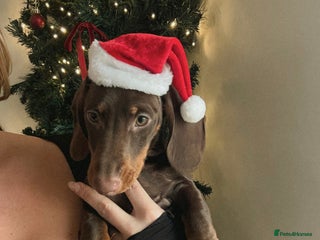 Miniature Dachshund dogs - Advert 17