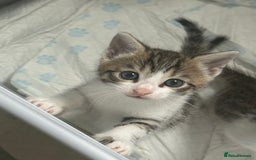 Bengal cats for sale: Bengal Calico kittens  - Image 17