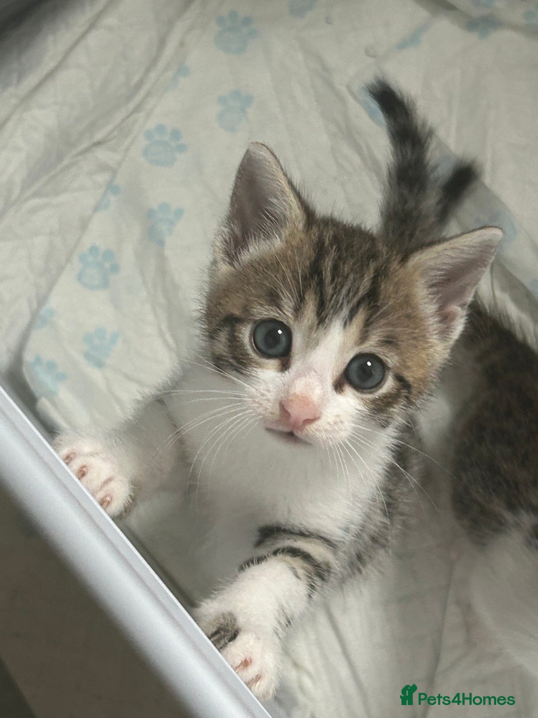 Bengal cats for sale: Bengal Calico kittens  - Image 17