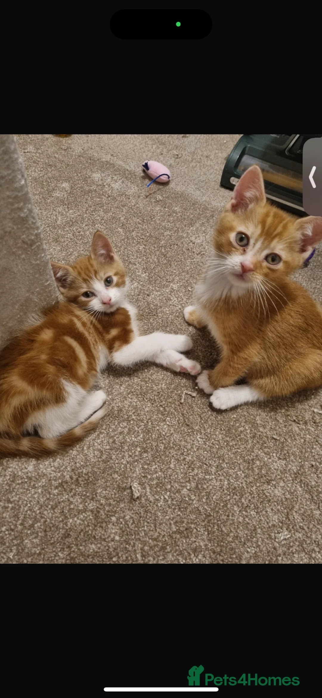 British Longhair cats for sale: Ginger kittens - Advert 3