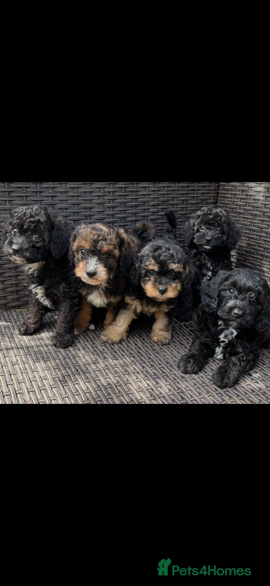 Cavapoochon dogs Cavapoochon pups health tested parents  - Advert 2