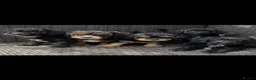 Cavapoochon dogs for sale: Cavapoochon pups health tested parents  - Advert 1
