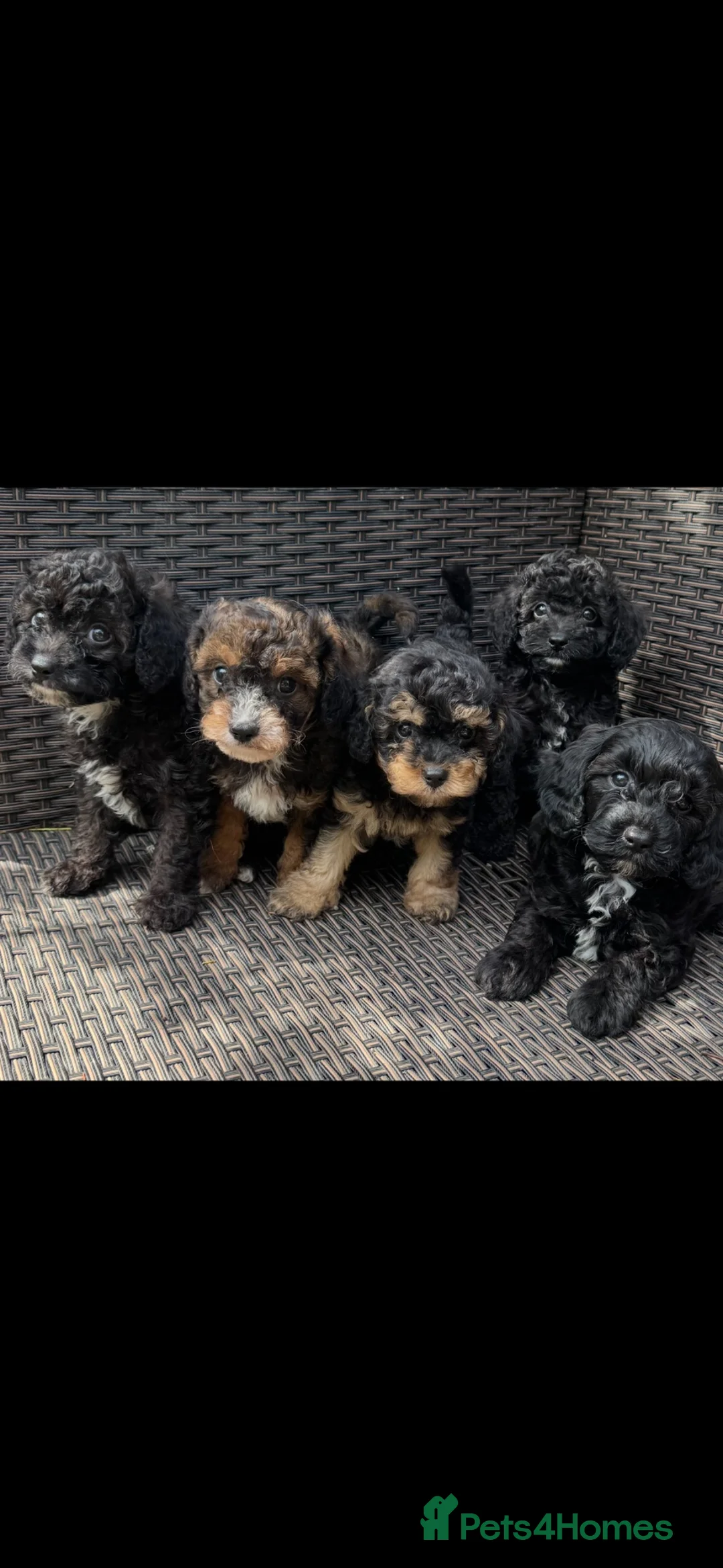 Cavapoochon dogs for sale: Cavapoochon pups health tested parents  - Advert 1