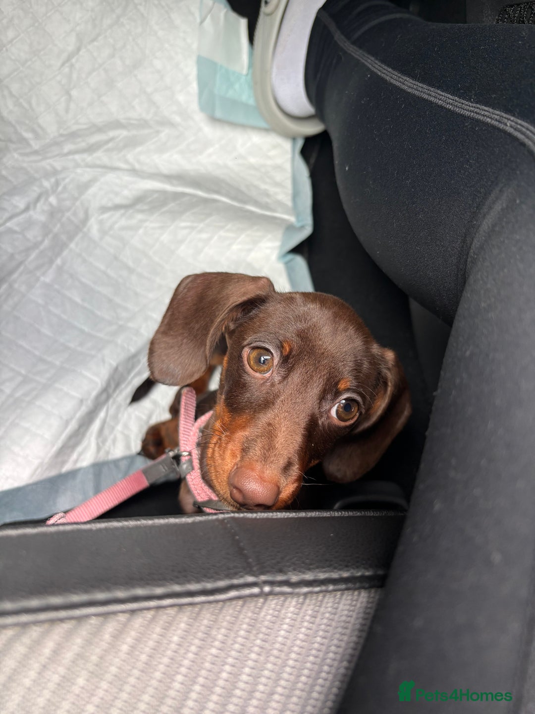 Dachshund dogs for sale: 1x puppy Dachshund - Advert 6