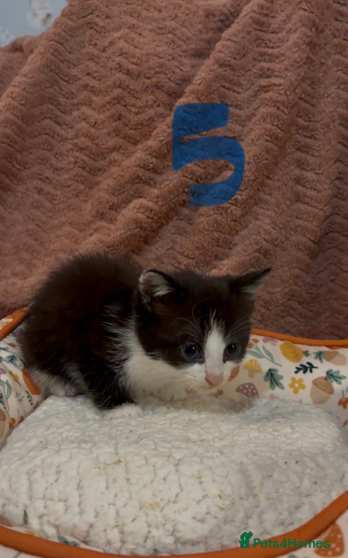 Mixed Breed cats for sale: 8 beautiful kittens ready for loving homes  - Advert 23