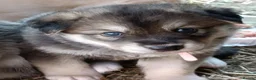 Northern Inuit dogs for sale: Northern Inuit puppies  in Inverness - Advert 6