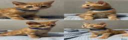 Mixed Breed cats for sale: 4 Beautiful Kittens Ready Now!  - Advert 3