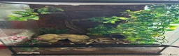 Gecko reptiles for sale: Crested gecko with setup - Advert 4