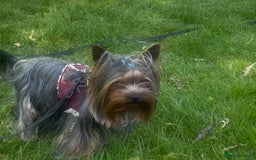 Yorkshire Terrier dogs for stud: KC registered Yorkshire Terrier Stud dog  in Manchester - Image 2